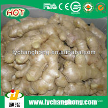 2014 Chinese Fresh Ginger wholesale ginger price